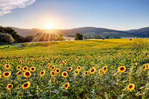 Sunflower field at sunset